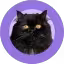 Voodo Cat